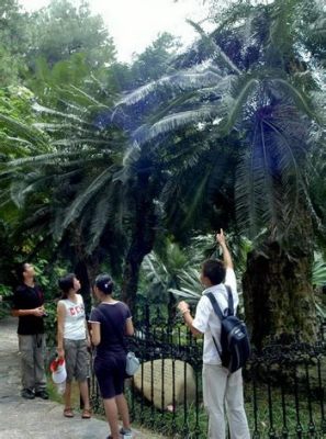 Le Parc Qingxiu : Un Oasis Urbain Enchantant et Dépaysant!